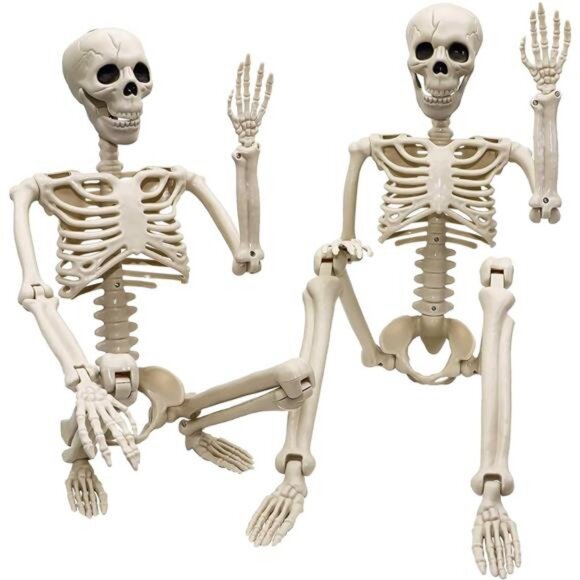 2 Pack 36"Halloween Skeleton - 3 ft Life Size Human Skeleton with Posable Joints - Picture 1 of 7